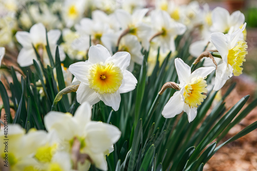 Close up of a row of yellow and white daffodils blooming in spring in a home garden