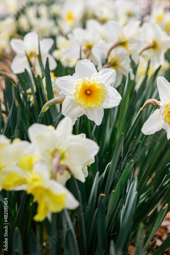 Close up of a row of yellow and white daffodils blooming in spring in a home garden