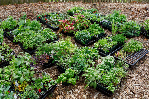 Valokuva Trays of plant and flower seedlings started indoors outside in the process of hardening off in spring in a home garden