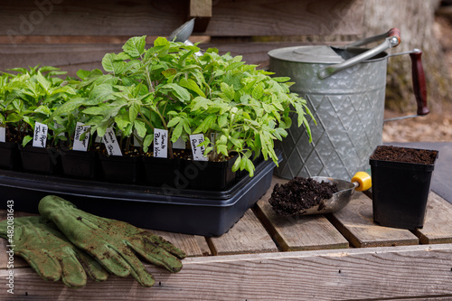 Transplanting densely planted tomato and hot pepper seedlings to larger pots, also known as potting up, on an outdoor potting bench in spring in a home garden photo