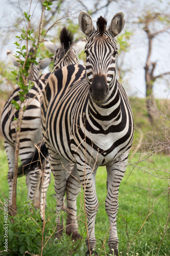 Zebra in Kruger nationalpark
