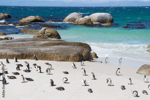 Penguins on beach