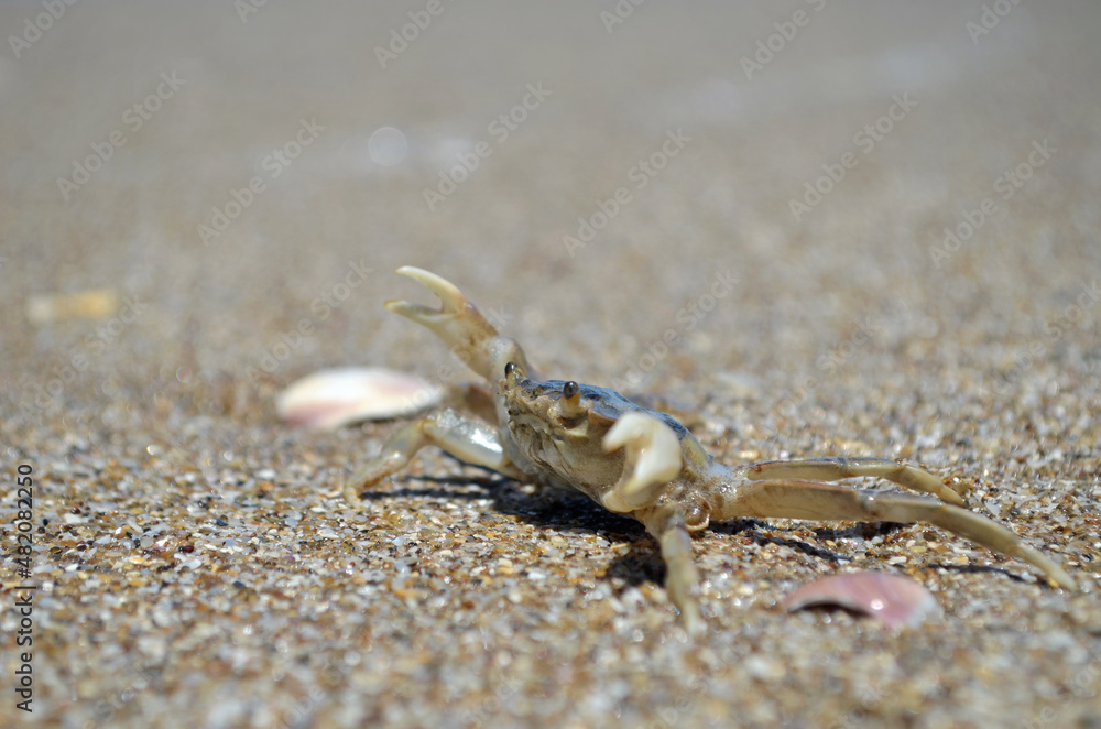 Pequeño cangrejo en la playa