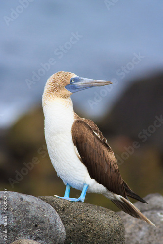 Blue Footed booby Sula nebouxii Galapagos