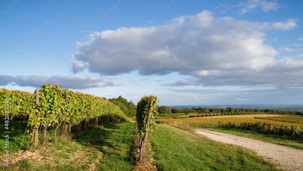 Vignoble de Bourgogne 