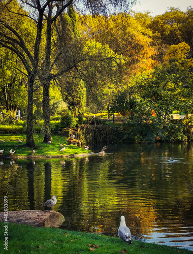 Un lago con árboles y aves en un parque de la ciudad. Vigo. España.