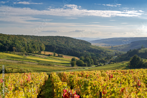Climat de Bourgogne "Sur Herbeux", Pernand-Vergelesses, France