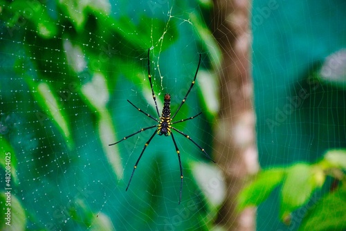 Canvas Print Spider and web at a plantation in South India