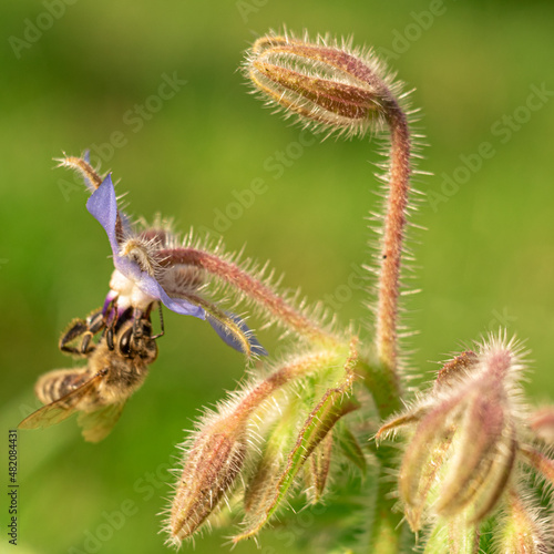 kwitnący ogórecznik lekarski (Borago)