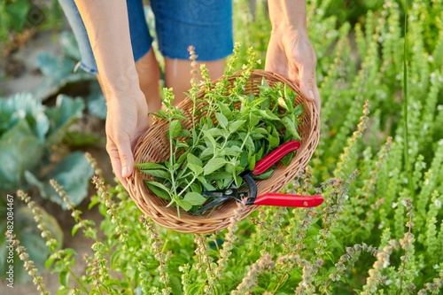 Close-up crop of spicy fragrant herbs basil in basket in hands of woman