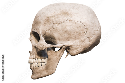 Homo sapiens male skull anatomically accurate lateral or profile view isolated on white background with copy space 3D rendering illustration. Human anatomy, medicine, biology, science concept.