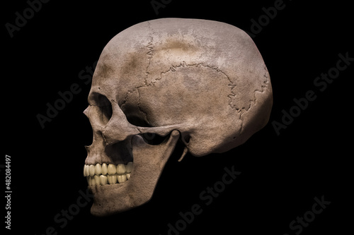 Fotografi Homo sapiens male skull anatomically accurate profile or lateral view isolated on black background 3D rendering illustration