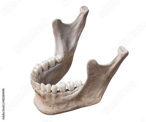 Fotografija Human mandible or jaw bone with teeth in three-quarter superior profile view anatomically accurate isolated on white background 3D rendering illustration