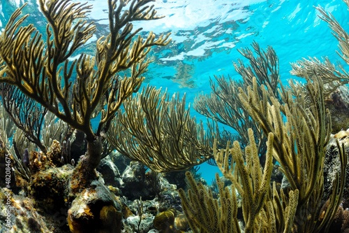 Shallow soft corals  Roatan  Bay Islands  Honduras