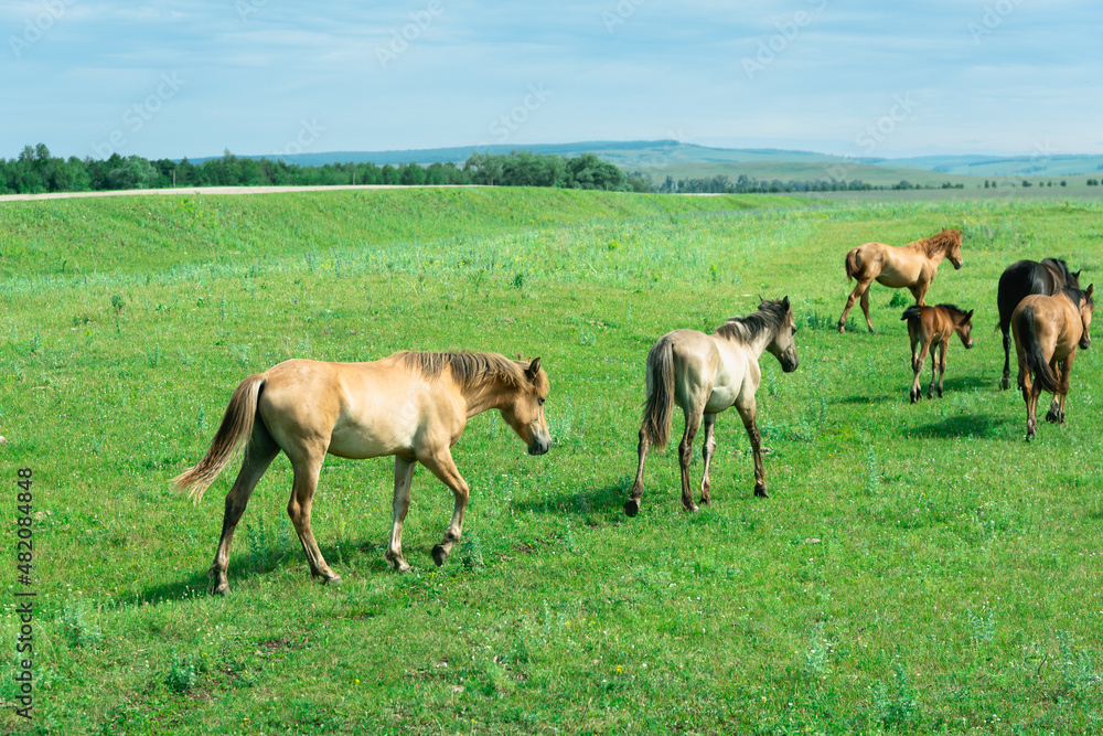 Horses walk in a green meadow. Green grass and horses.