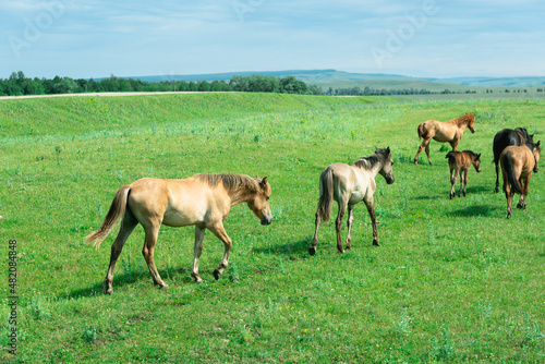 Horses walk in a green meadow. Green grass and horses.