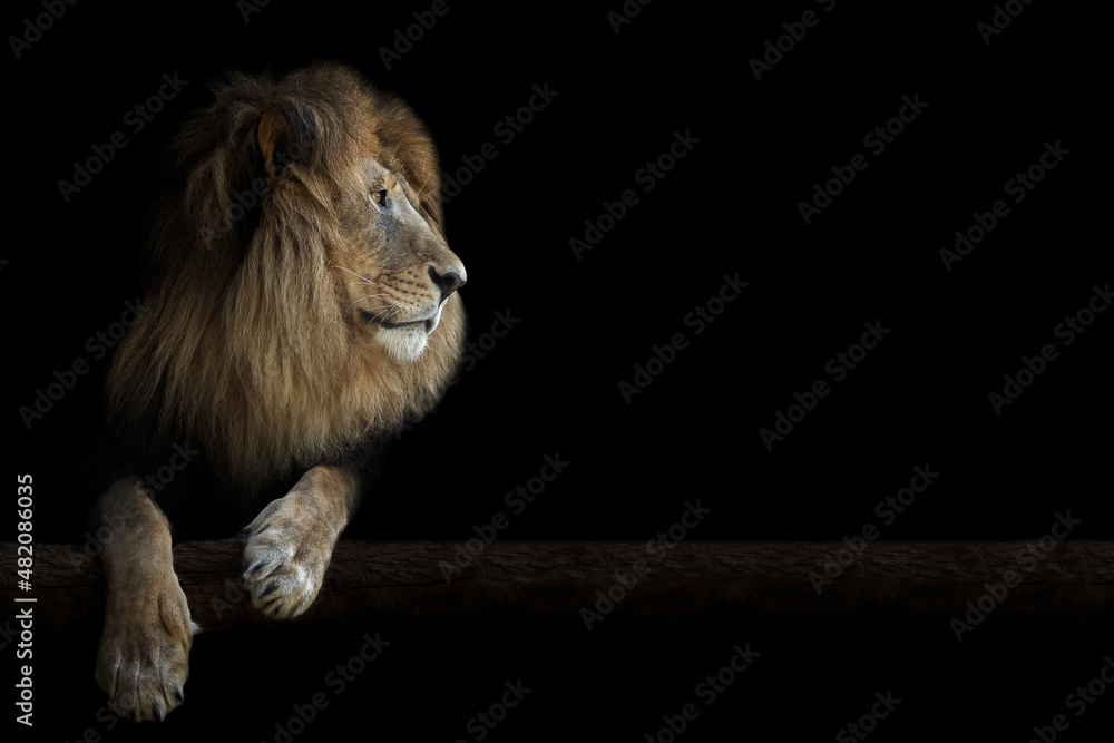 Fototapeta premium Portrait of a beautiful lion and copy space. Lion in dark 
