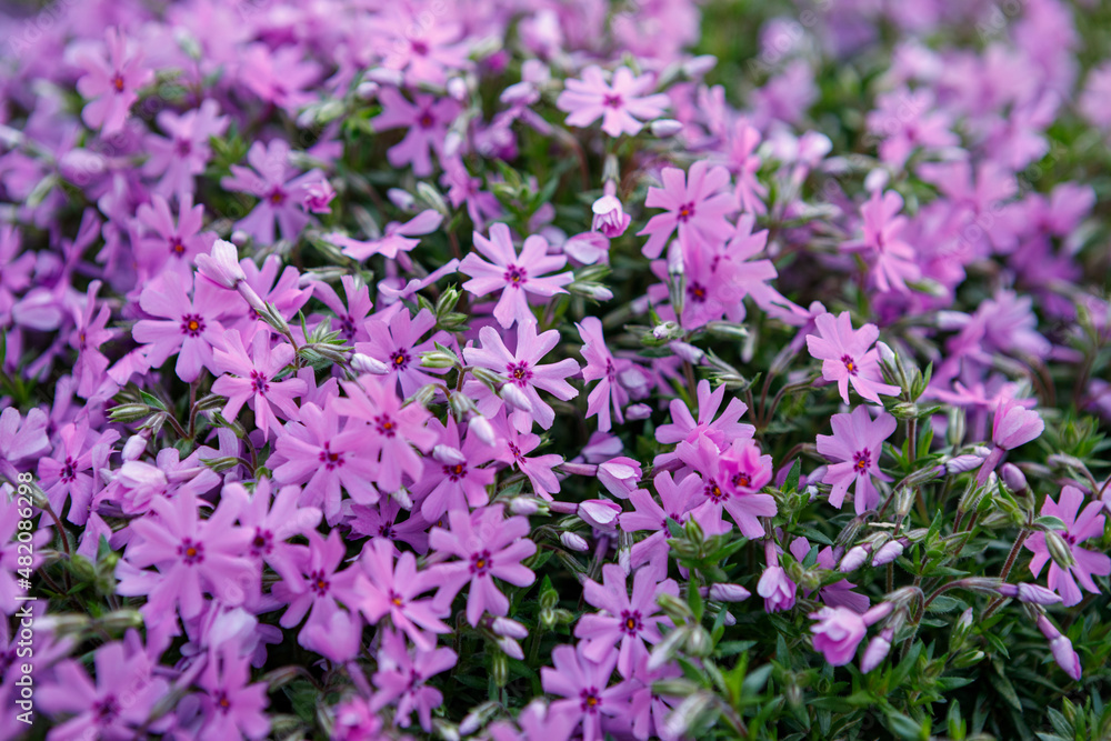 Creeping phlox, 'Fort Hill', a perennial ground cover, blooming with pink and purple flowers in spring