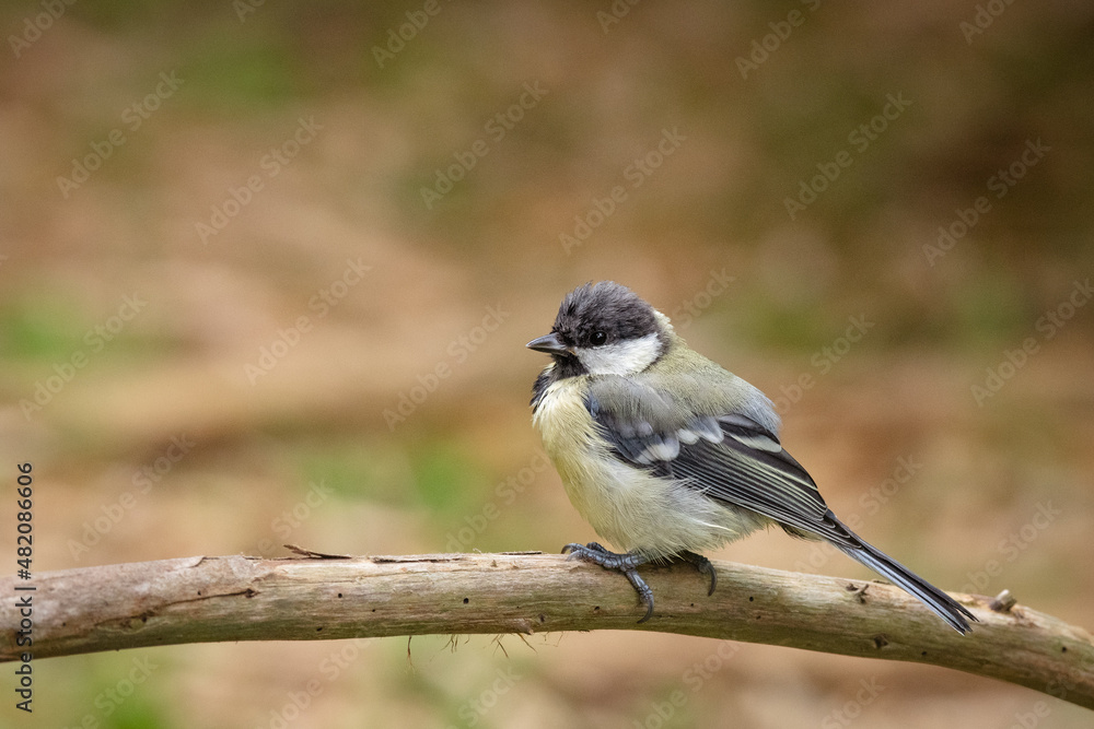 Jeune mésange charbonnière posée sur une branche avec de l'espace libre Jeune mésange charbonnière posée sur une branche avec de l'espace libre