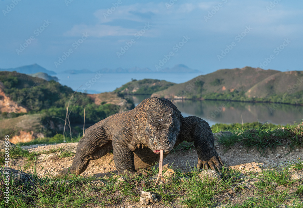 Fototapeta premium Komodo dragon with the forked tongue sniff air. front view. Scientific name: Varanus komodoensis. Wild nature. Natural habitat. Rinca island. Indonesia