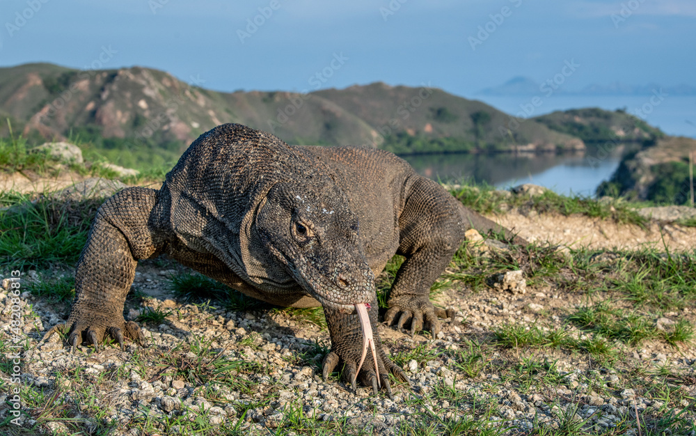 Fototapeta premium Komodo dragon with the forked tongue sniff air. Close up portrait. Scientific name: Varanus komodoensis. Wild nature. Natural habitat. Rinca Island. Indonesia