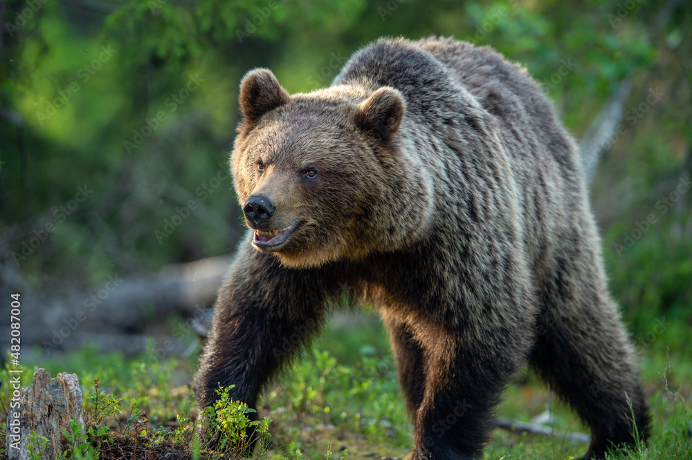 Brown bear walking in the summer forest.  Scientific name: Ursus arctos. Wild nature. Natural habitat.