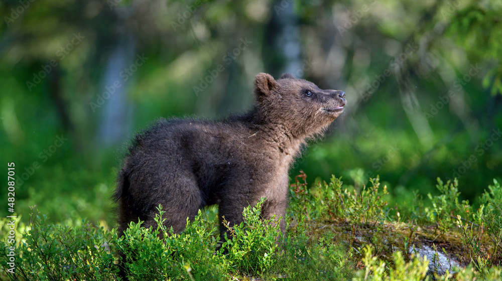Little bear cub in summer forest. Brown bear, scientific name: Ursus Arctos. Wild nature. Natural habitat. Little bear cub in summer forest. Brown bear, scientific name: Ursus Arctos. Wild nature. Natural habitat.