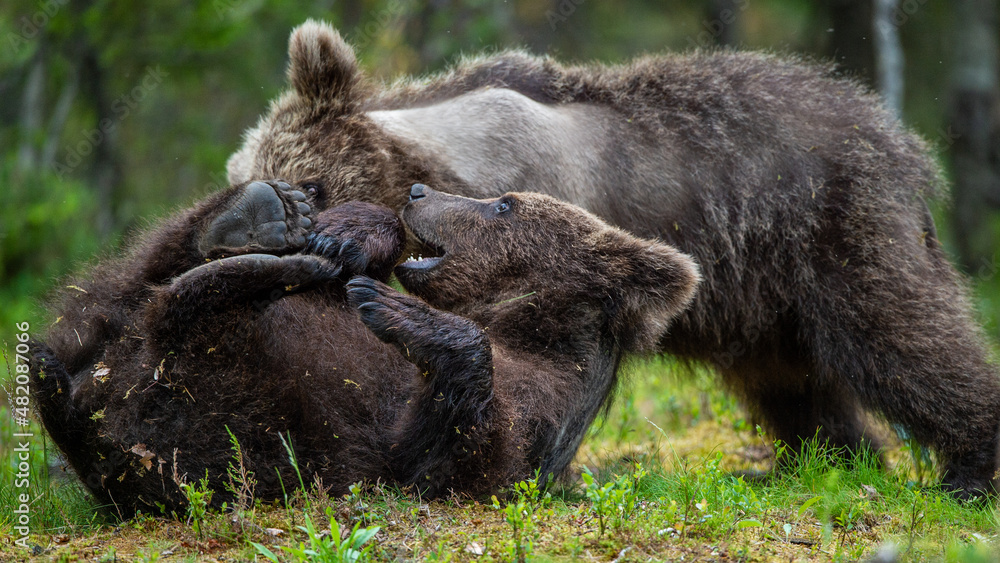 Obraz premium Brown bear cubs playfully fighting in summer forest. Scientific name: Ursus Arctos Arctos.Wild nature, Natural habitat.