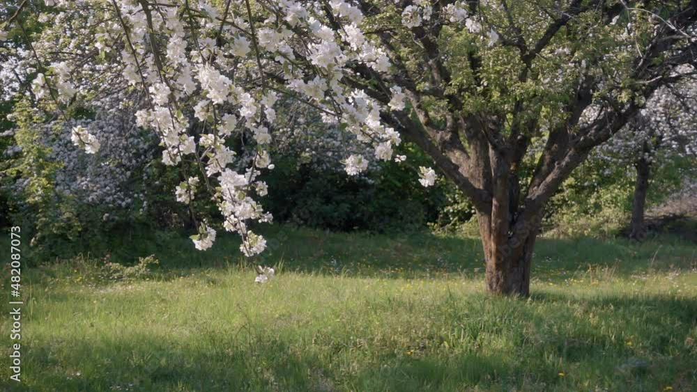 Idyllic view of ornamental garden with blooming apple trees on a sunny day. Idyllic view of ornamental garden with blooming apple trees on a sunny day.