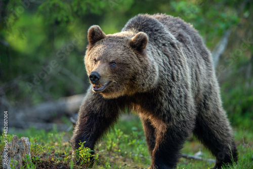 Brown bear walking in the summer forest. Scientific name: Ursus arctos. Wild nature. Natural habitat.