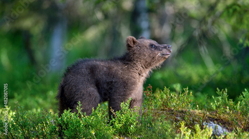 Little bear cub in summer forest. Brown bear, scientific name: Ursus Arctos. Wild nature. Natural habitat.
