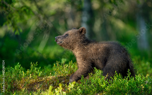 Little bear cub in summer forest. Brown bear, scientific name: Ursus Arctos. Wild nature. Natural habitat.