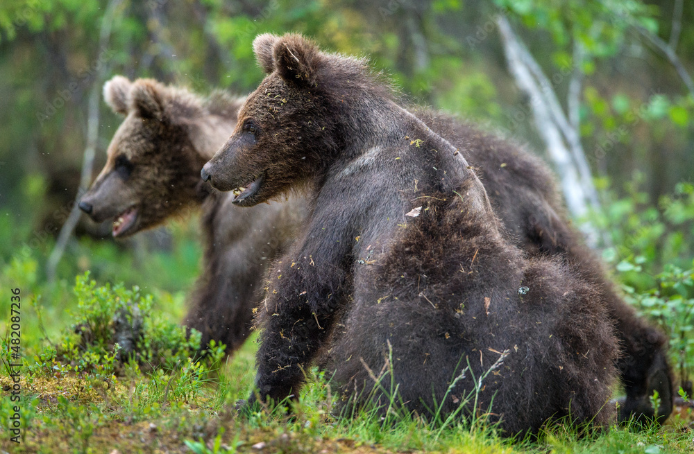 Brown bear cubs in summer forest. Scientific name: Ursus Arctos Arctos. Wild nature,  Natural habitat.