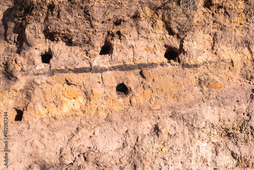 Burrows of birds of swallows on a bere