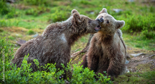 Brown bear cubs playfully fighting in summer forest. Scientific name: Ursus Arctos Arctos.Wild nature, Natural habitat.
