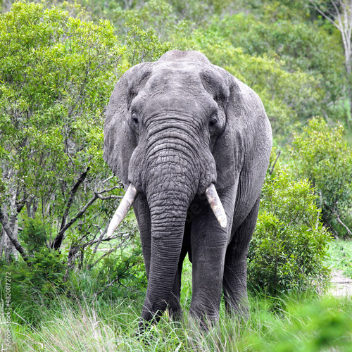 An elephant with large tusks walks through the bushes.