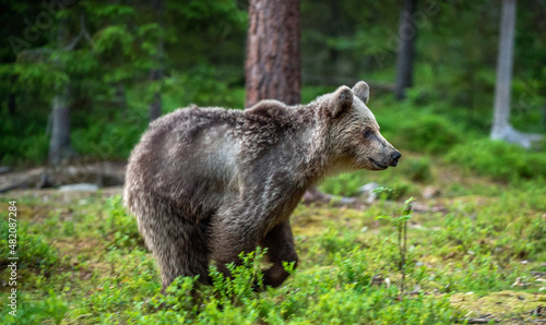 Running brown bear cub in summer forest. Motion blur. Wild nature. Natural habitat