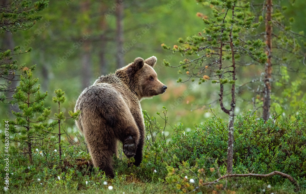 Brown bear in the summer forest at sunrise. Scientific name: Ursus arctos. Wild nature. Natural habitat.. - obrazy, fototapety, plakaty 
