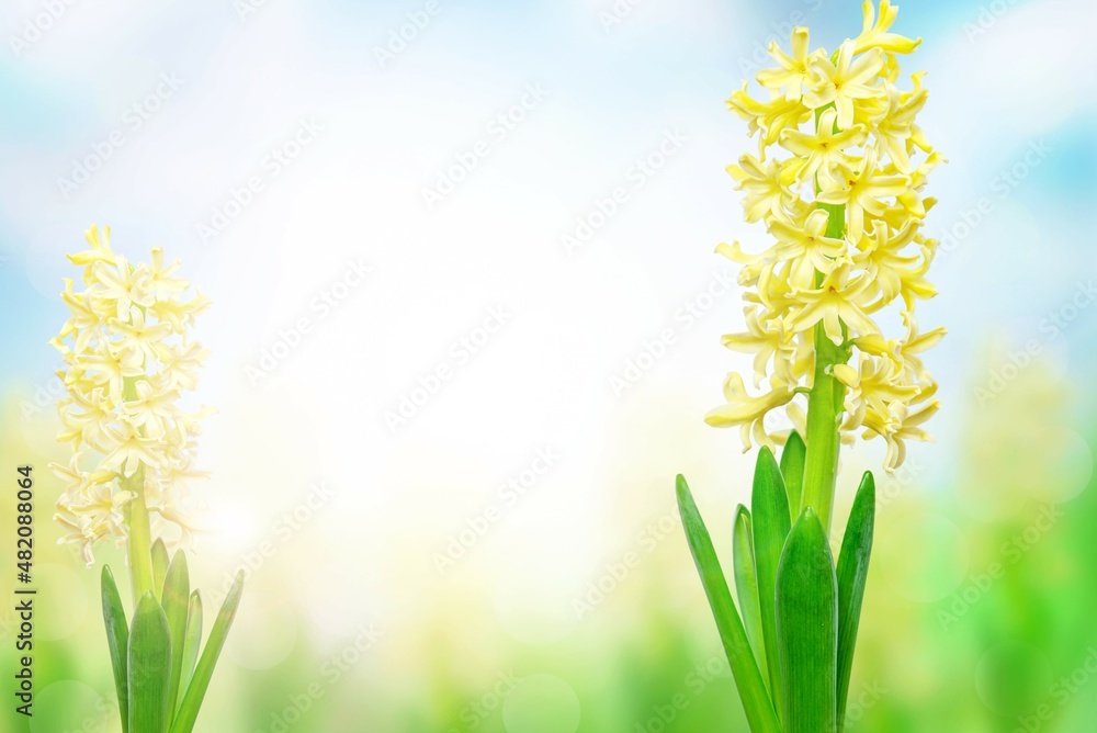 beautiful floral background, yellow color
