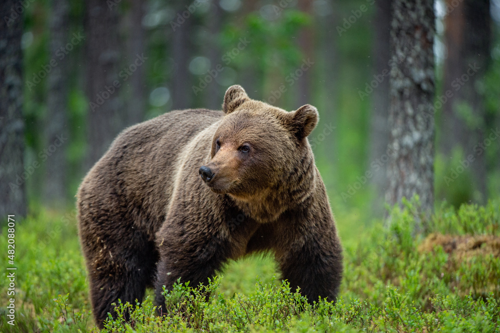 Brown bear in the summer forest at sunrise. Scientific name: Ursus arctos. Wild nature. Natural habitat..