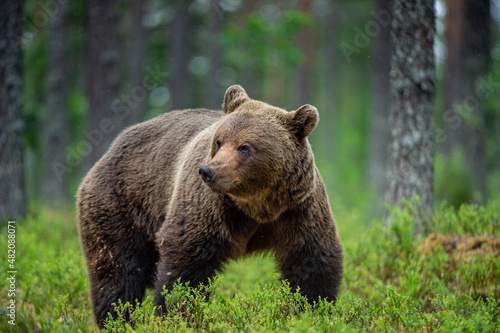 Brown bear in the summer forest at sunrise. Scientific name: Ursus arctos. Wild nature. Natural habitat.. photo