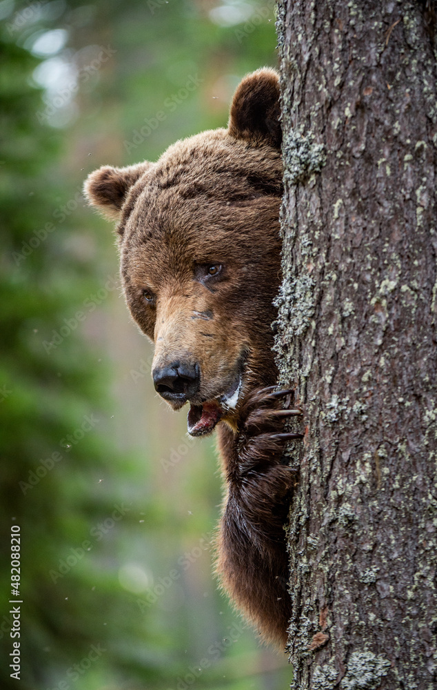 The bear is hiding behind a tree. Close-up Portrait. Adult wild Brown bear in the summer forest. Dominant male. Wild nature. Natural habitat. Scientific name: Ursus Arctos.. - obrazy, fototapety, plakaty 