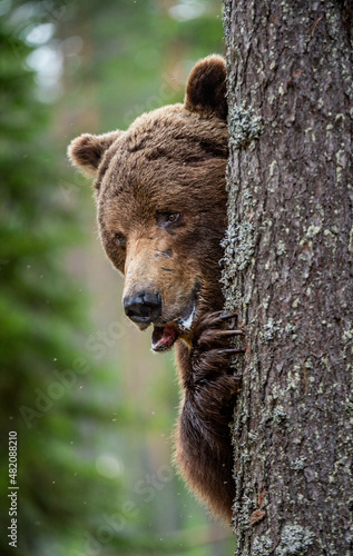 The bear is hiding behind a tree. Close-up Portrait. Adult wild Brown bear in the summer forest. Dominant male. Wild nature. Natural habitat. Scientific name: Ursus Arctos..
