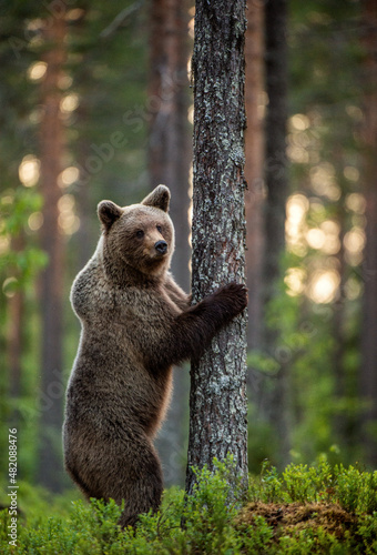 Brown bear stands on its hind legs by a tree. Adult Male of Brown bear in the summer pine forest. Scientific name: Ursus arctos. Wild nature. Natural habitat.