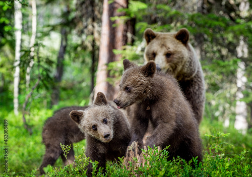 She-bear and bear cubs in the summer pine forest. Wild nature. Natural Habitat. Brown bear, scientific name: Ursus arctos.