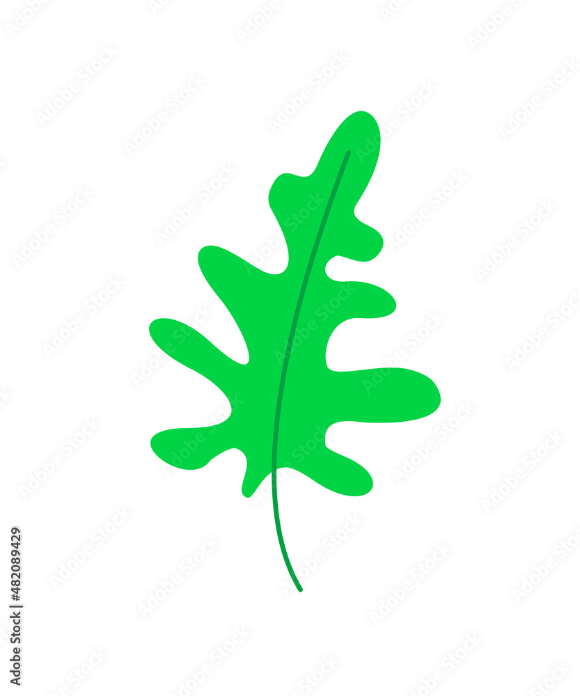 arugula leaf. tree leaf isolate. sprig herbarium. plant - color vector illustration isolated on white background. plant design element arugula leaf. tree leaf isolate. sprig herbarium. plant - color vector illustration isolated on white background. plant design element