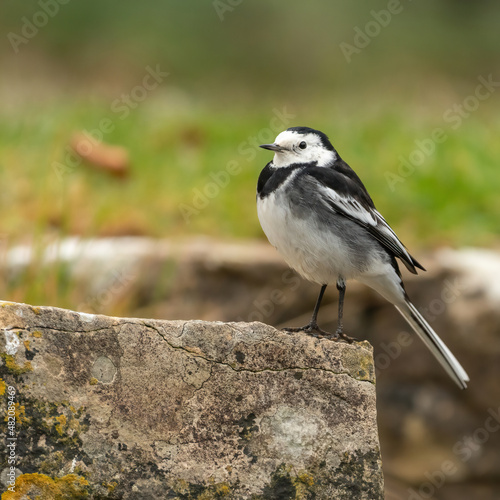 White wagtail (Motacilla alba) perching on a wall in the Cotswolds, England