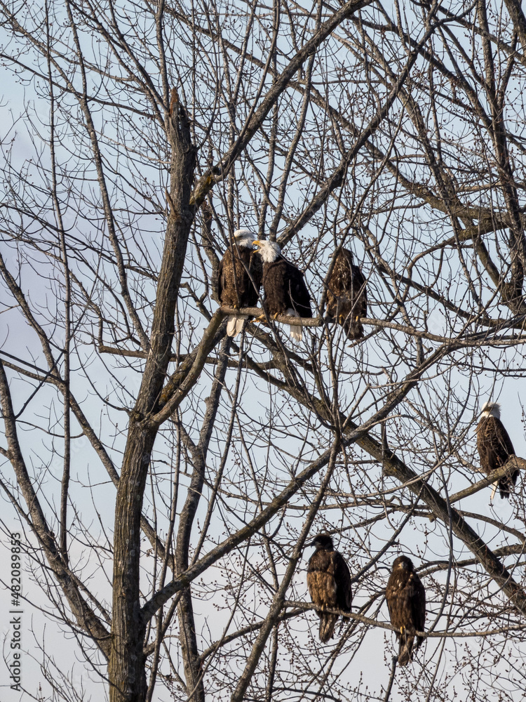 Bald Eagles in a tree during winter, both adults and juveniles Bald Eagles in a tree during winter, both adults and juveniles