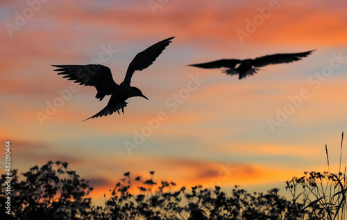 Silhouette of flying common tern. Flying common tern on the sunset sky background. Back sunlight. Scientific name: Sterna hirundo.