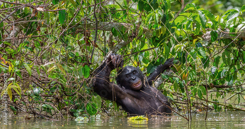 The Bonobo in the water. Scientific name: Pan paniscus, earlier being called the pygmy chimpanzee.  Democratic Republic of Congo. Africa photo